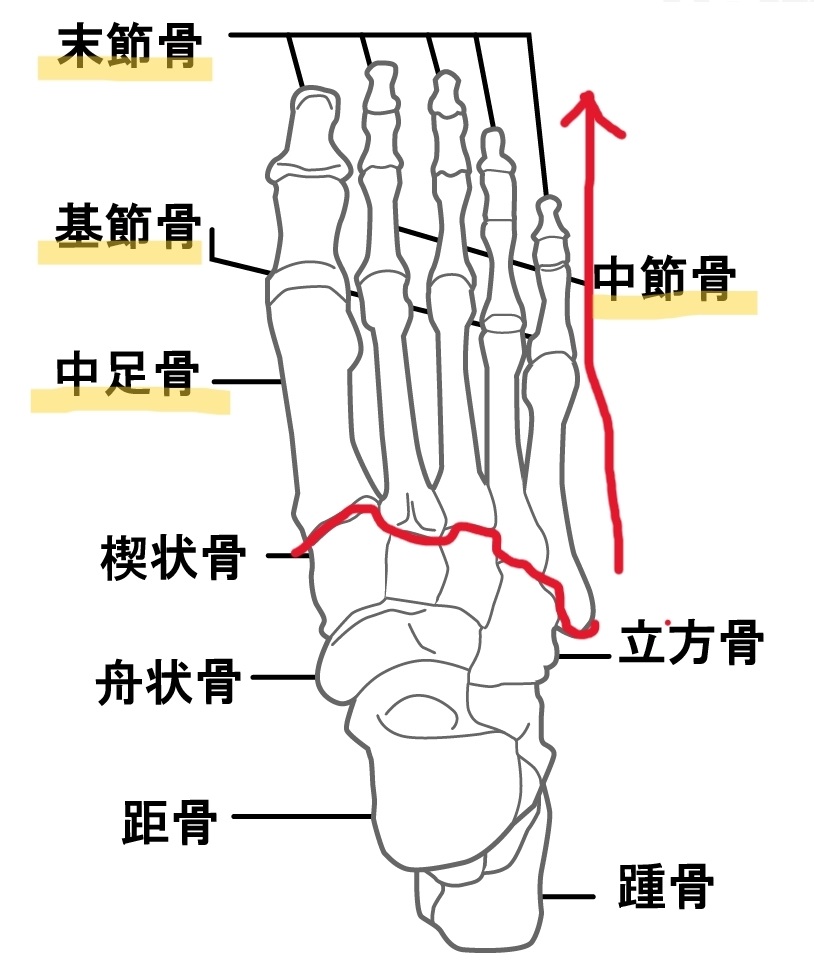 足の骨